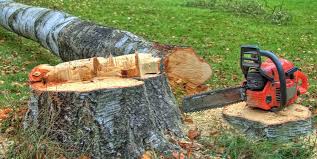 Trusted Willowbrook, CA Tree Removal Experts