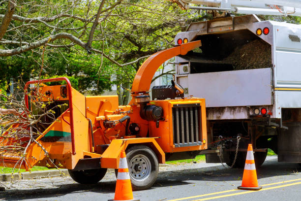 Best Root Management and Removal  in Willowbrook, CA